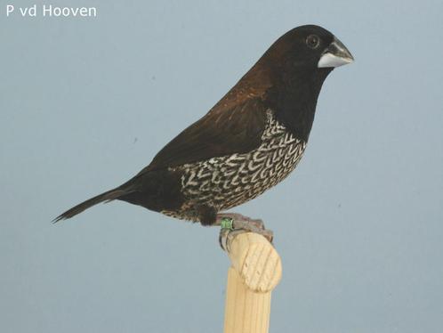 GEZOCHT: koppel japanse meeuwtjes, Dieren en Toebehoren, Vogels | Overige Vogels, Tropenvogel, Meerdere dieren