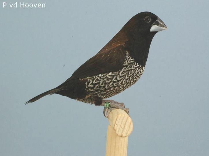 GEZOCHT: koppel japanse meeuwtjes, Dieren en Toebehoren, Vogels | Overige Vogels, Tropenvogel, Meerdere dieren