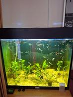 juwel lido 120 met toebehoren, Dieren en Toebehoren, Vissen | Aquaria en Toebehoren, Ophalen, Gebruikt, Gevuld zoetwateraquarium