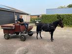 Fijne tuigpony., Dieren en Toebehoren, Paarden, Merrie, Zadelmak, 3 tot 6 jaar