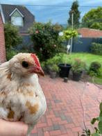 Thüringer Baardkrielen, Dieren en Toebehoren, Pluimvee, Mannelijk, Kip