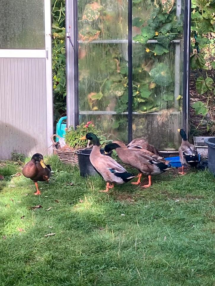 Loopeenden, Dieren en Toebehoren, Pluimvee, Eend, Meerdere dieren