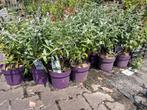 Laagblijvende vlinderstruiken paars en wit €10,95 buddleja, Overige soorten, Vaste plant, Ophalen of Verzenden, Halfschaduw