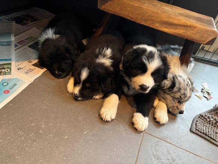 Nog twee beschikbaar! ras zuivere Australian Shepherd Pups, Dieren en Toebehoren, Honden | Herdershonden en Veedrijvers, Meerdere dieren