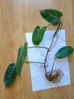 Philodendron jaren 70,twee grote gewortelde stekken., Huis en Inrichting, Kamerplanten, Ophalen of Verzenden, Overige soorten