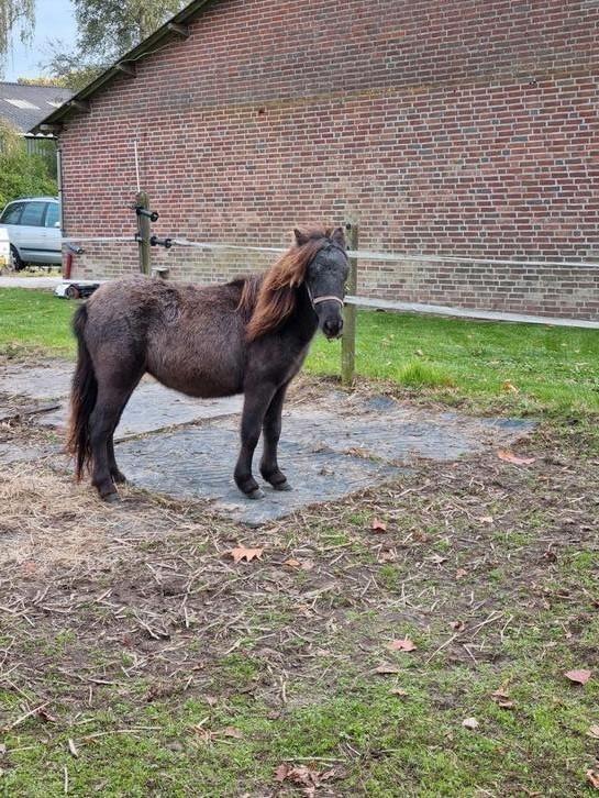 Lieve mini shetlander merrie dit weekend halen 450 euro, Dieren en Toebehoren, Paarden en Pony's | Dekhengsten en Fokmerries, Merrie