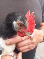Lakenvelder haan, (groot ras) 13 a 14 weken., Dieren en Toebehoren, Mannelijk, Kip