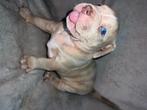 Xxl American bully puppies merle, Dieren en Toebehoren, Honden | Bulldogs, Pinschers en Molossers, 8 tot 15 weken, Bulldog, Meerdere