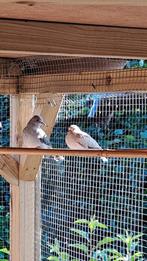 Diamantduiven, Dieren en Toebehoren, Vogels | Duiven, Geslacht onbekend, Overige soorten