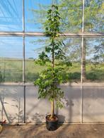 Amberboom beveerd (liquidambar styraciflua), Tuin en Terras, Planten | Bomen, Ophalen of Verzenden
