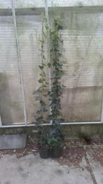 hedera hibernica snelgroeiende klimop 180 cm goog, Ophalen of Verzenden, Overige soorten, 100 tot 250 cm