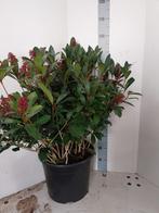 Skimmia jap rubbela hoog 100 cm 20 liter super voor de kerst, Ophalen, Winter, Vaste plant, Halfschaduw