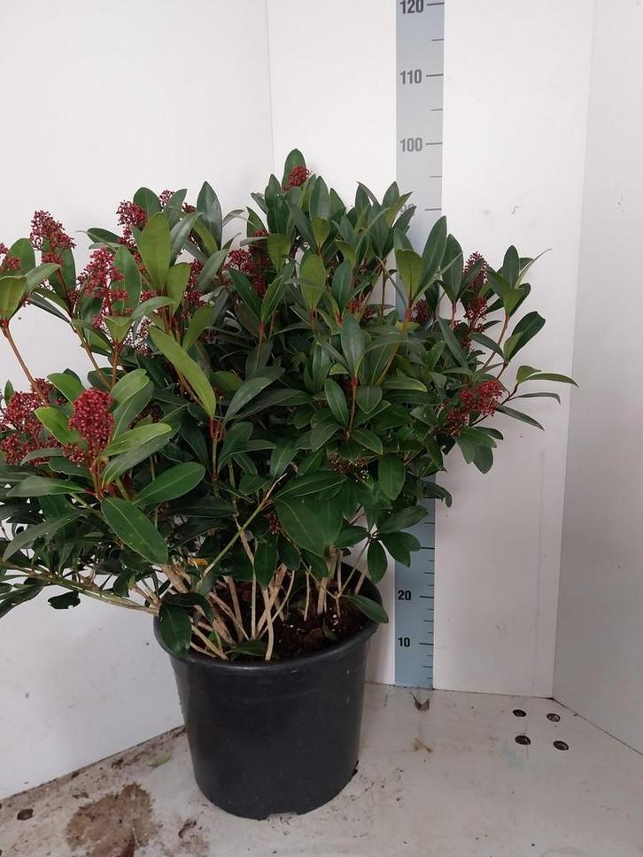 Skimmia jap rubbela hoog 100 cm 20 liter super voor de kerst, Tuin en Terras, Planten | Tuinplanten, Vaste plant, Halfschaduw