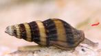 Anathoma Helena,slaketende slak, Dieren en Toebehoren, Vissen | Aquariumvissen, Slak of Weekdier