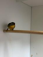 Koppel japanse nachtegaal, Dieren en Toebehoren, Vogels | Overige Vogels, Meerdere dieren