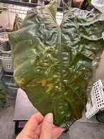 Alocasia yucatan princes XL, Ophalen, Halfschaduw, Minder dan 100 cm