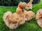 Zijdehoender usa 4 hennen en evt een haan, Dieren en Toebehoren, Pluimvee, Meerdere dieren, Kip