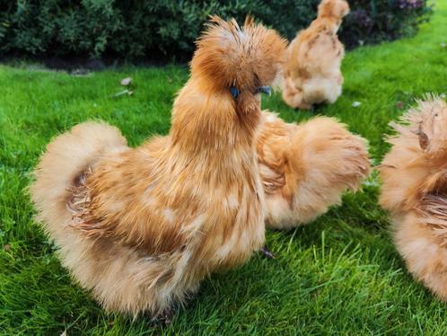 Zijdehoender usa 4 hennen en evt een haan, Dieren en Toebehoren, Pluimvee, Kip, Meerdere dieren