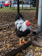 Prachtige Wyandotte haan meerzomig zilver, Dieren en Toebehoren, Mannelijk, Kip