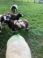 Te koop mooie, gezonde, bonte dekram, Dieren en Toebehoren, Schapen, Geiten en Varkens