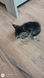Meisje streepje, Dieren en Toebehoren, Katten en Kittens | Overige Katten, Poes