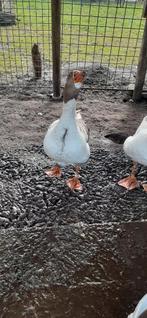 Pommerse gans, Dieren en Toebehoren, Pluimvee, Mannelijk, Eend