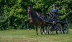 Super fijn menpaard / tuigpaard en A welsh merrie te koop, Dieren en Toebehoren, Paarden, Merrie, Gechipt, L, 7 tot 10 jaar