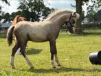 Welsh A Hengstveulen, Dieren en Toebehoren, Niet van toepassing, 0 tot 2 jaar, Hengst, B pony (1.17m tot 1.27m)