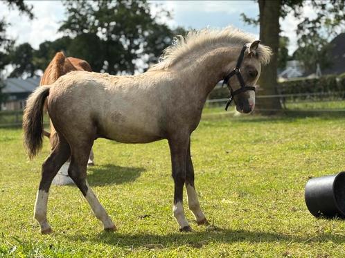 Welsh A Hengstveulen, Dieren en Toebehoren, Pony's, Hengst, Niet van toepassing, B pony (1.17m tot 1.27m), Recreatiepony, 0 tot 2 jaar