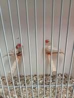 Mooi koppel Isabel zebravinken, Dieren en Toebehoren, Meerdere dieren, Tropenvogel