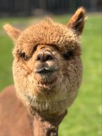 Gezocht  alpaca scheerder, Dieren en Toebehoren, Juni, Mannelijk