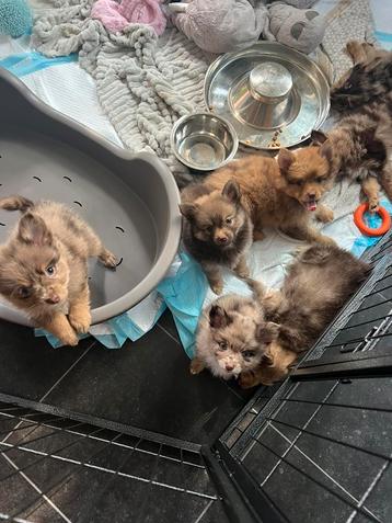 Unieke kleine -mix pups  beschikbaar voor biedingen
