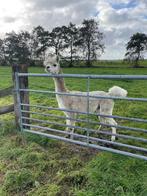 Alpaca hengst te koop, Dieren en Toebehoren, Overige Dieren, April, Mannelijk