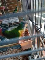 Permura parkiet  denk.een man, Dieren en Toebehoren, Vogels | Parkieten en Papegaaien, Mannelijk, Parkiet, Geringd