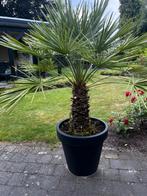 Palm, Volle zon, Vaste plant, Zomer, Ophalen
