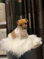 Geweldige mooie sociale jack - russell pups!, Dieren en Toebehoren, Jack Russell Terriër, Meerdere, Meerdere dieren, Nederland