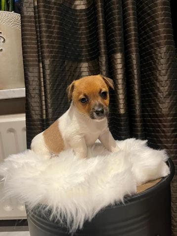 Geweldige mooie sociale jack - russell pups! beschikbaar voor biedingen