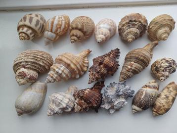 Schelpen €1,- per stuk beschikbaar voor biedingen