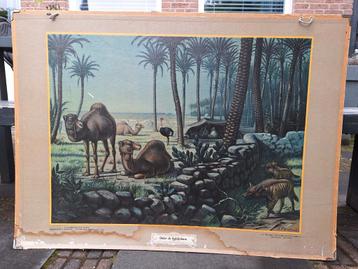 Oude Schoolplaat - Dadelpalmen & Woudbewoners beschikbaar voor biedingen