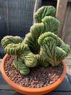San Pedro - Peyote - Bolivian Torch, Huis en Inrichting, Ophalen, Minder dan 100 cm