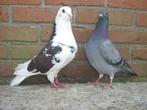 Koppel .. Duiven '', Dieren en Toebehoren, Vogels | Duiven
