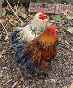 Cochin Kriel, Dieren en Toebehoren, Pluimvee, Kip