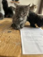 Lieve aanhankelijke  main coon kittens, Dieren en Toebehoren, Katten en Kittens | Raskatten | Langhaar, Meerdere dieren, Ontwormd