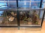 Paludarium met sproeier, Dieren en Toebehoren, Reptielen en Amfibieën | Toebehoren, Ophalen of Verzenden, Terrarium of Paludarium