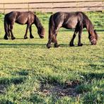 Fell pony's, Dieren en Toebehoren, Pony's, Merrie, Recreatiepony, 0 tot 2 jaar