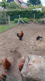 Mooie brahma kriel haan kleur meerzomig patrijs, Dieren en Toebehoren, Mannelijk, Kip