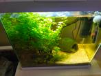 Aquarium super fish 35*22*35 zgan, Dieren en Toebehoren, Vissen | Aquaria en Toebehoren, Ophalen, Zo goed als nieuw, Leeg aquarium