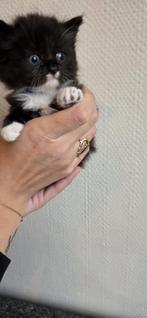 Super mooie Kruising britse langhaar kittens, Dieren en Toebehoren, Katten en Kittens | Raskatten | Langhaar, Poes