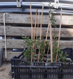 Kurkeik / Quercus suber, Tuin en Terras, Bloeit niet, Minder dan 100 cm, Ophalen, Volle zon