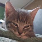 Lieve kittens te koop, Dieren en Toebehoren, Katten en Kittens | Overige Katten, Meerdere dieren, Kortharig, 0 tot 2 jaar